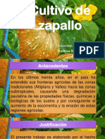 Cultivo de Zapallo