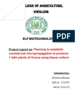 Planning To Establish Commercial Micropropagation of Guava