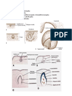 RESUMO HISTOLOGIA - Dentinogenese