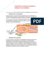 Cómo El Ciclo de Krebs Es El Punto de Conexión de Múltiples Rutas Metabólicas