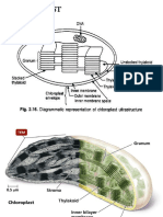 Chloroplast