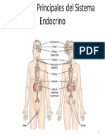 Sistema Endócrino