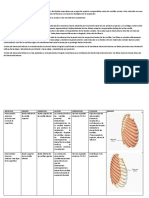 Músculos Intercostales