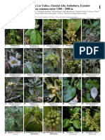 1076 Ecuador Plantas Comunes de Los Yaltes PDF