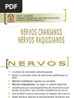 4 Nervos Cranianos e Raquidianos