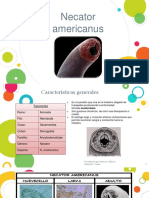 Necator AMERICANUS 1