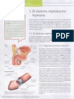 Sistema Reproductor Humano 01