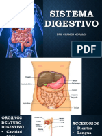 Sistema Digestivo PDF