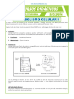 El Metabolismo Celular para Quinto de Secundaria