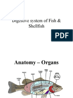 Digestive System of Fish & Shellfish