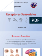 Presentación de Receptores Sensoriales