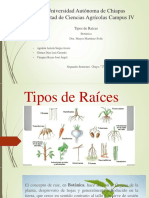 Tipos de Raíces - Botanica