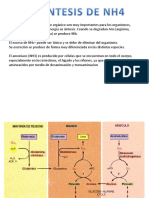 Biosintesis Del NH4