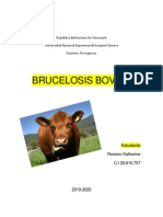 Brucelosis Bovina 