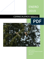 Cernicaleros Mexico Enero 2019