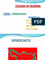 Spirochete