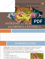 Antigeno H Flagelar Salmonella