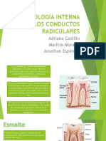 Morfología Interna de Los Conductos Radiculares