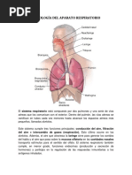 Histología Del Aparato Respiratorio