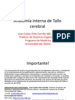 Anatomia Interna Tallo Cerebral