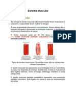 Sistema Muscular