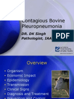 Contagious Bovine Pleuropneumonia: DR. DK Singh Pathologist, IAAS