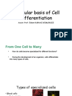 Cell Differentiation