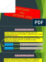 Anatomia Sistema Oseo