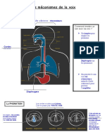 Mecanisme Della Voix