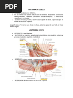 Anatomía de Cuello