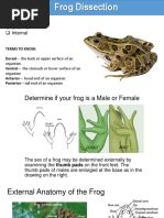 Frog Dissection PDF