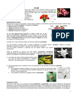 Flor PDF