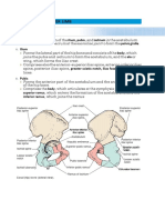 TBL 1 Limbs and Spine