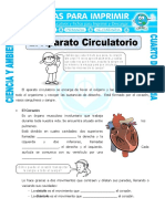 Ficha El Aparato Circulatorio para Cuarto de Primaria