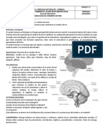 Laboratorio Disección de Cerebro de Res