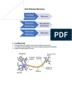 Diseño General Del Sistema Nervioso