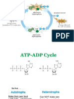 ATP ADP Cycle