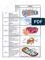 Idoc - Pub - Organelos Celulares Cuadro