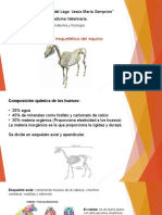 Esqueleto Del Caballo, Axial y Apendicular