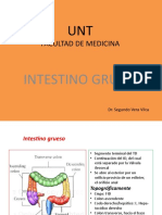 Intestino Grueso Presentacion