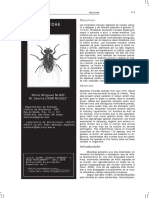 2008 - Nihei, Domínguez - Muscidae PDF