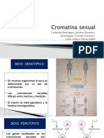 Cromatina Sexual Final