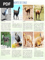 Animales Del Norte 1