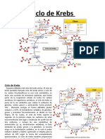 Ciclo de Krebs