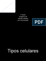 Aula Prática Lúdica de Introdução À Biologia Celular e Histologia - Parte 4 de 4 - Slide