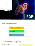 Uretra PDF