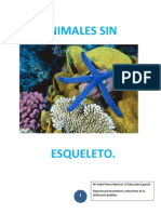 Animales Sin Esqueleto