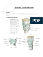 Vísceras Del Cuello