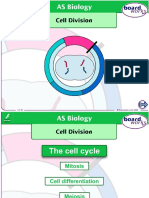 Cell Division