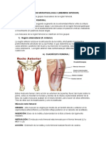 Taller de Morofisiologia Ii Alejo P.